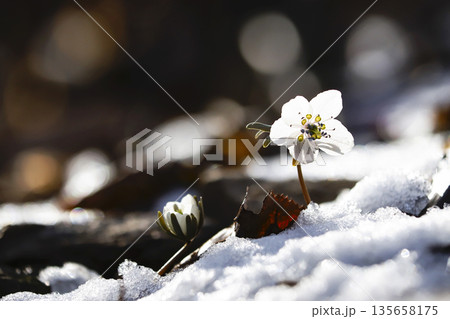 Byeonsan windflowers blooming in the snow. 135658175