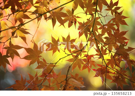 日本の秋風景 135658213