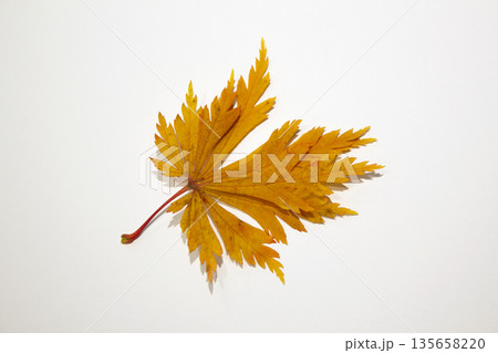 A brown maple leaf placed on a white background. 135658220