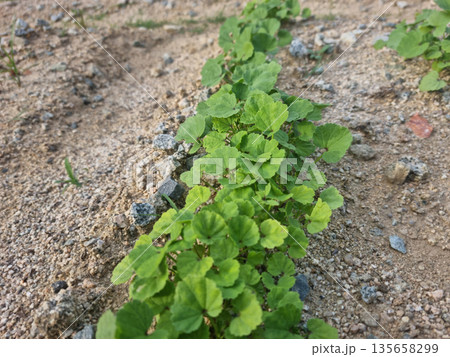 These are acorn sprouts growing in the field. 135658299