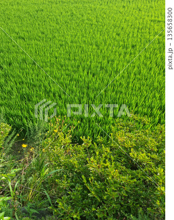 This is a summer rice paddy landscape. 135658300