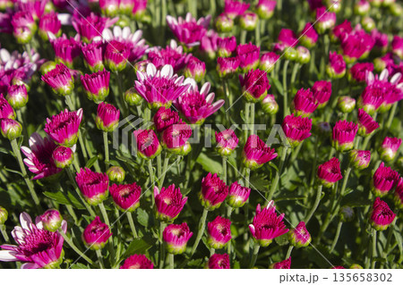 Close-up of purple chrysanthemum flowers Close-up of purple chrysanthemum flowers 135658302