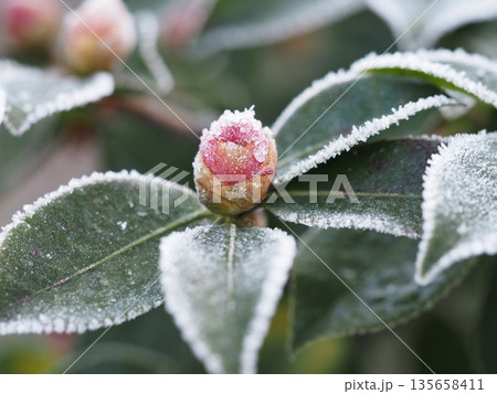 霜で覆われた山茶花のつぼみ 霜で覆われた山茶花のつぼみ 135658411