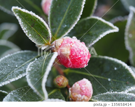 霜で覆われた山茶花のつぼみ 霜で覆われた山茶花のつぼみ 135658414