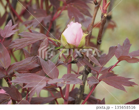 牡丹 八千代椿 つぼみ 牡丹 八千代椿 つぼみ 135658516