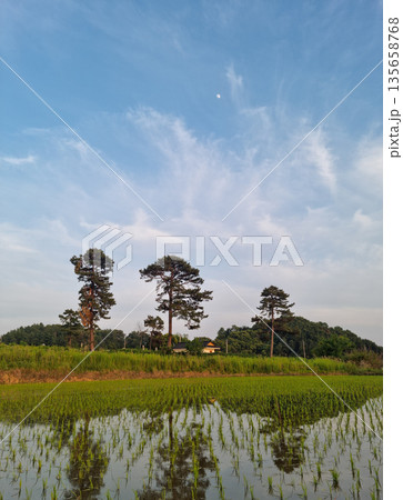 This is a rural landscape in spring. 135658768