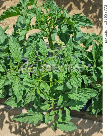 A close-up of a tomato leaf. 135658772