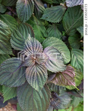 This is a close-up of purple perilla leaves. 135658773