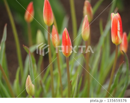 原種系チューリップ　クルシアナチンカ 135659376