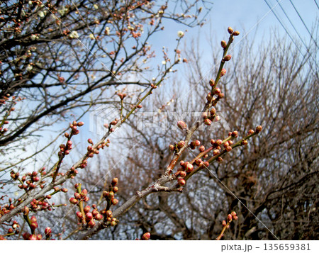 咲き始めた白梅の花 咲き始めた白梅の花 135659381