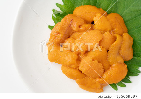 美味しそうな生のエゾバフンウニのクローズアップ 美味しそうな生のエゾバフンウニのクローズアップ 135659397