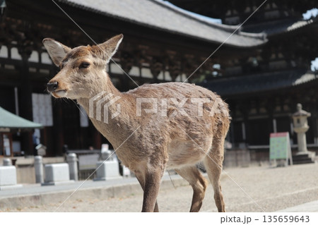 奈良の寺院前を歩く鹿のある風景 135659643