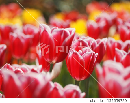 新潟県産チューリップ　メリープリンス	 135659720