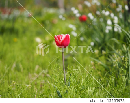 新潟県産チューリップ　メリープリンス	 135659724