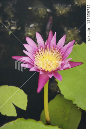Close up pink color fresh lotus blossom  135659732