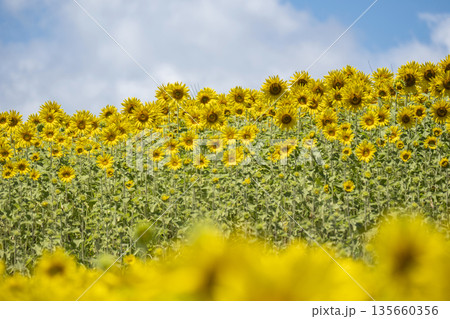 一面に広がるひまわり畑　(蒜山高原） 135660356