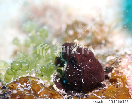 海ブドウとイロカエルアンコウ 海ブドウとイロカエルアンコウ 135660538