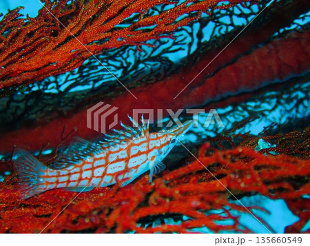 赤いイソバナとクダゴンベ 135660549