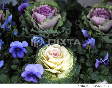 冬のガーデニング 葉ボタンとパンジーの寄せ植え 冬のガーデニング 葉ボタンとパンジーの寄せ植え 135660585