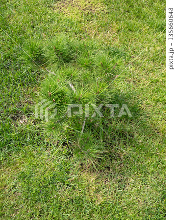 Small green pine tree growing in a grassy field. Nature and plant life concept for gardening and environmental design. Small green pine tree growing in a grassy field. Nature and plant life concept for gardening and environmental design. 135660648