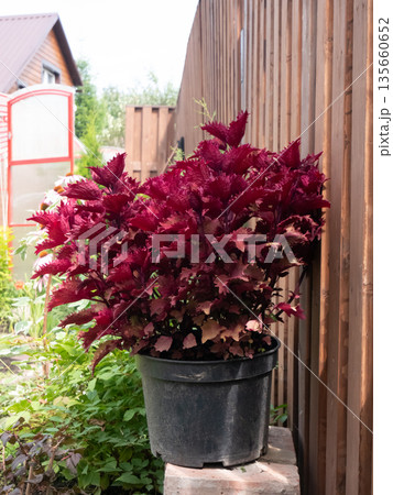 Vibrant burgundy coleus plant in black pot for garden landscaping. Beautiful decorative foliage and nature background. 135660652