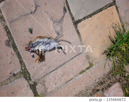 A dead mouse lies on brick pavement, partially eaten by a hornet, with greenflies nearby. Decomposition and natural processes. A dead mouse lies on brick pavement, partially eaten by a hornet, with greenflies nearby. Decomposition and natural processes. 135660672