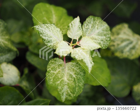 ジュズサンゴの葉	 135660722