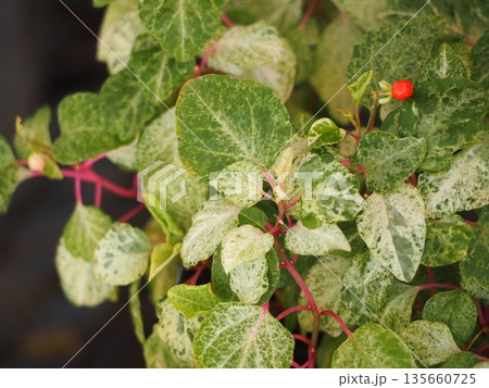 ジュズサンゴ 135660725