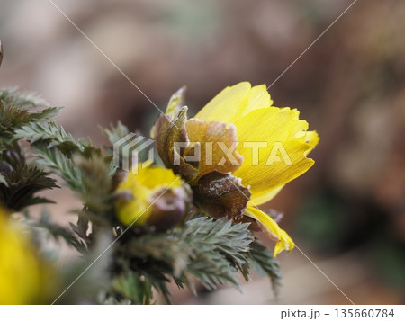 早春の花 福寿草 つぼみ 早春の花 福寿草 つぼみ 135660784