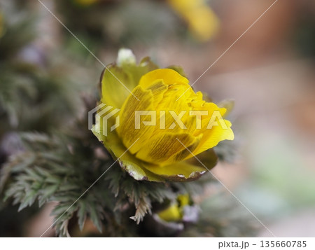 早春の花 福寿草 つぼみ 早春の花 福寿草 つぼみ 135660785