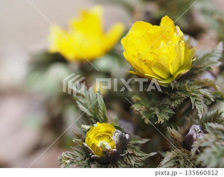 早春の花壇に咲くフクジュソウ 早春の花壇に咲くフクジュソウ 135660812