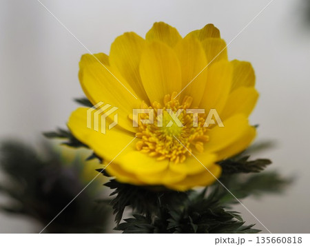 早春の花 福寿草 早春の花 福寿草 135660818