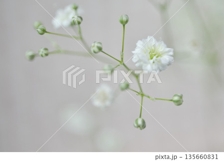 可愛いかすみ草の花 可愛いかすみ草の花 135660831