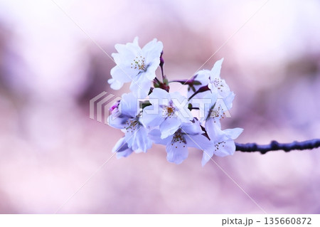 春の光を浴びる桜 春の光を浴びる桜 135660872