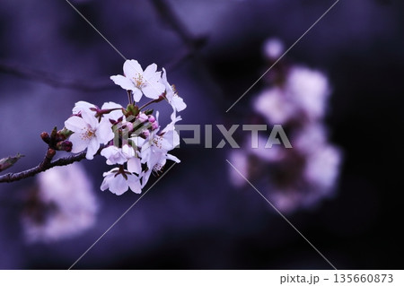 黒背景に浮かび上がる桜の花 135660873