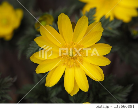 早春の花 福寿草 早春の花 福寿草 135660881
