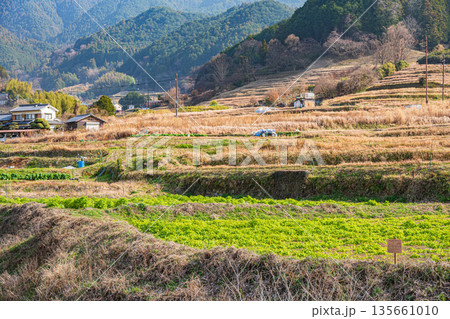 明日香村の棚田風景　奈良県 135661010