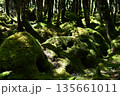 日の当たる苔 135661011