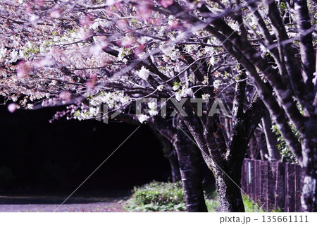 公園の中の桜 公園の中の桜 135661111