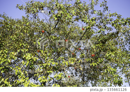 Plant and flower in outdoors garden 135661126