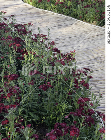 Plant and flower in outdoors garden 135661156