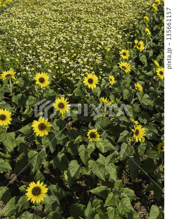 Plant and flower in outdoors garden 135661157