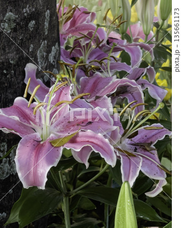 Plant and flower in outdoors garden Plant and flower in outdoors garden 135661173