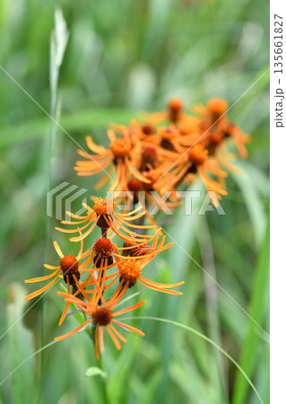 コウリンカ 135661827