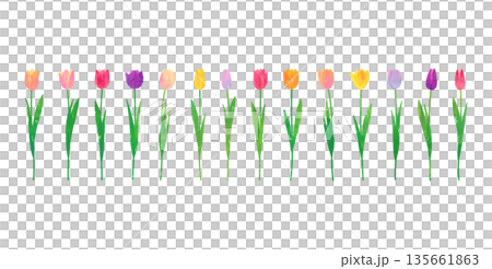 Vector illustration set of tulips painted with watercolors and pastels Vector illustration set of tulips painted with watercolors and pastels 135661863