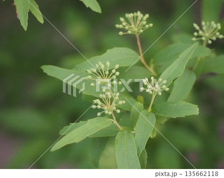 春の花 コデマリのつぼみ 春の花 コデマリのつぼみ 135662118
