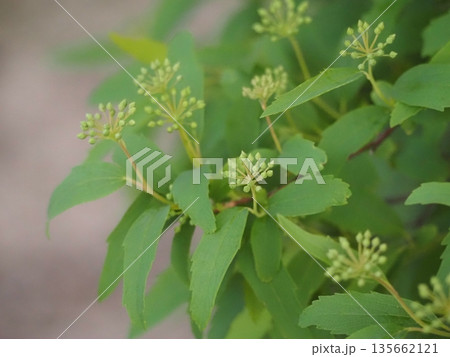 春の花 コデマリのつぼみ 春の花 コデマリのつぼみ 135662121