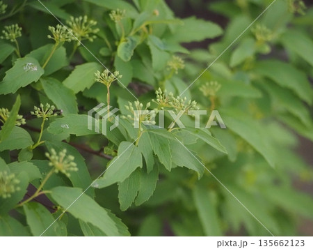 春の花 コデマリのつぼみ 春の花 コデマリのつぼみ 135662123
