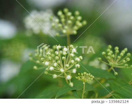 春の花　コデマリのつぼみ	 135662124