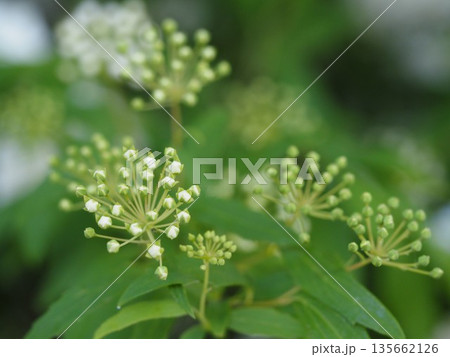 春の花 コデマリのつぼみ 春の花 コデマリのつぼみ 135662126